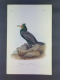 Audubon First Edition Octavo Plate No. 416 Double-crested Cormorant
