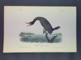 Audubon First Edition Octavo Plate No. 417 Florida Cormorant