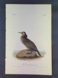 Audubon First Edition Octavo Plate No. 418 Townsend's Cormorant