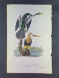 Audubon First Edition Octavo Plate No. 420 American Anhinga or Snake-Bird