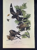 Audubon First Edition Octavo Plate No. 43 Night Hawk