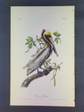 Audubon First Edition Octavo Plate No. 423 Brown Pelican Adult Male
