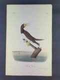 Audubon First Edition Octavo Plate No. 426 Booby Gannet