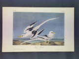 Audubon First Edition Octavo Plate No. 427 Tropic Bird