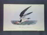 Audubon First Edition Octavo Plate No. 428 Black Skimmer or Razor Billed Shearwater
