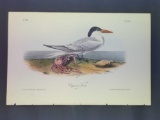 Audubon First Edition Octavo Plate No. 429 Cayenne Tern
