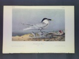 Audubon First Edition Octavo Plate No. 431 Sandwich Tern