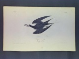 Audubon First Edition Octavo Plate No. 432 Sooty Tern