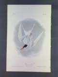 Audubon First Edition Octavo Plate No. 433 Common Tern