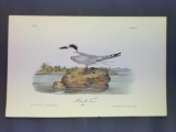 Audubon First Edition Octavo Plate No. 434 Havells Tern