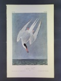 Audubon First Edition Octavo Plate No. 436 Arctic Tern