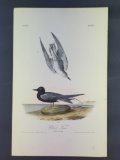 Audubon First Edition Octavo Plate No. 438 Black Tern