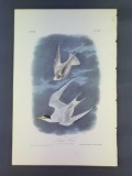 Audubon First Edition Octavo Plate No. 439 Least Tern