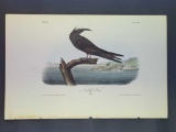 Audubon First Edition Octavo Plate No. 440 Noddy Tern