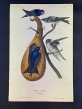 Audubon First Edition Octavo Plat No. 45 Purple Martin