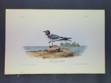 Audubon First Edition Octavo Plate No. 441 Fork-tailed Gull