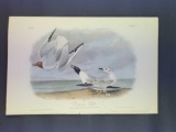 Audubon First Edition Octavo Plate No. 442 Bonapartes Gull