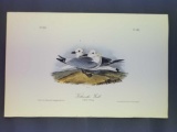 Audubon First Edition Octavo Plate No. 444 Kittiwake Gull