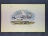 Audubon First Edition Octavo Plate No. 446 Common American Gull-Ring-billed Gull