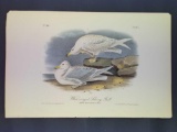 Audubon First Edition Octavo Plate No. 447 White-winged Silvery Gull