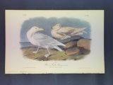 Audubon First Edition Octavo Plate No. 449 Glaucus Gull Murgmaster