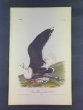 Audubon First Edition Octavo Plate No. 450 Great Black-backed Gull
