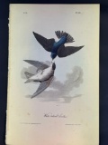 Audubon First Edition Octavo Plate No. 46 White-Bellied Swallow