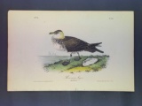 Audubon First Edition Octavo Plate No. 451 Pomerine Jager