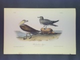 Audubon First Edition Octavo Plate No. 452 Richardson Jager