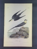 Audubon First Edition Octavo Plate No. 453 Arctic Jager