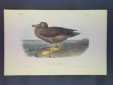 Audubon First Edition Octavo Plate No. 454 Dusky Albatross