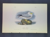 Audubon First Edition Octavo Plate No. 455 Fulmar Petrel