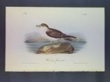 Audubon First Edition Octavo Plate No. 456 Wandering Shearwater