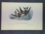 Audubon First Edition Octavo Plate No. 459 Forked-tailed Petrel