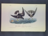 Audubon First Edition Octavo Plate No. 460 Wilson's Vetrel Mother Carey's Chicken