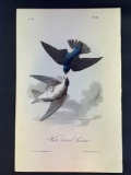 Audubon First Edition Octavo Plate No. 46 White-Bellied Swallow