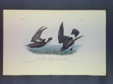 Audubon First Edition Octavo Plate No. 461 Least Petrel - Mother Carey's chicken