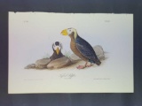 Audubon First Edition Octavo Plate No. 462 Tufted Puffin