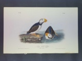 Audubon First Edition Octavo Plate No. 463 Large billed Puffin