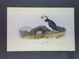 Audubon First Edition Octavo Plate No. 464 Common or Arctic Puffin