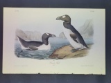 Audubon First Edition Octavo Plate No. 465 Great Auk