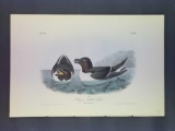 Audubon First Edition Octavo Plate No. 466 Razor-billed Auk