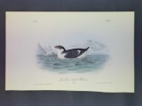 Audubon First Edition Octavo Plate No. 468 Knobbed-billed Phaleris