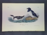 Audubon First Edition Octavo Plate No. 469 Little Auk-Sea Dove