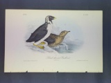 Audubon First Edition Octavo Plate No. 470 Black-throated Guillemot