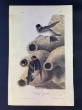 Audubon First Edition Octavo Plate No. 47 Cliff Swallow