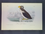 Audubon First Edition Octavo Plate No. 471 Horned-billed Guillemot