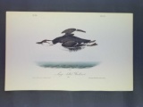 Audubon First Edition Octavo Plate No. 472 Large-billed Guillemot
