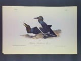 Audubon First Edition Octavo Plate No. 473 Foolish Guillemot-Murre