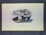 Audubon First Edition Octavo Plate No. 474 Black Guillemot